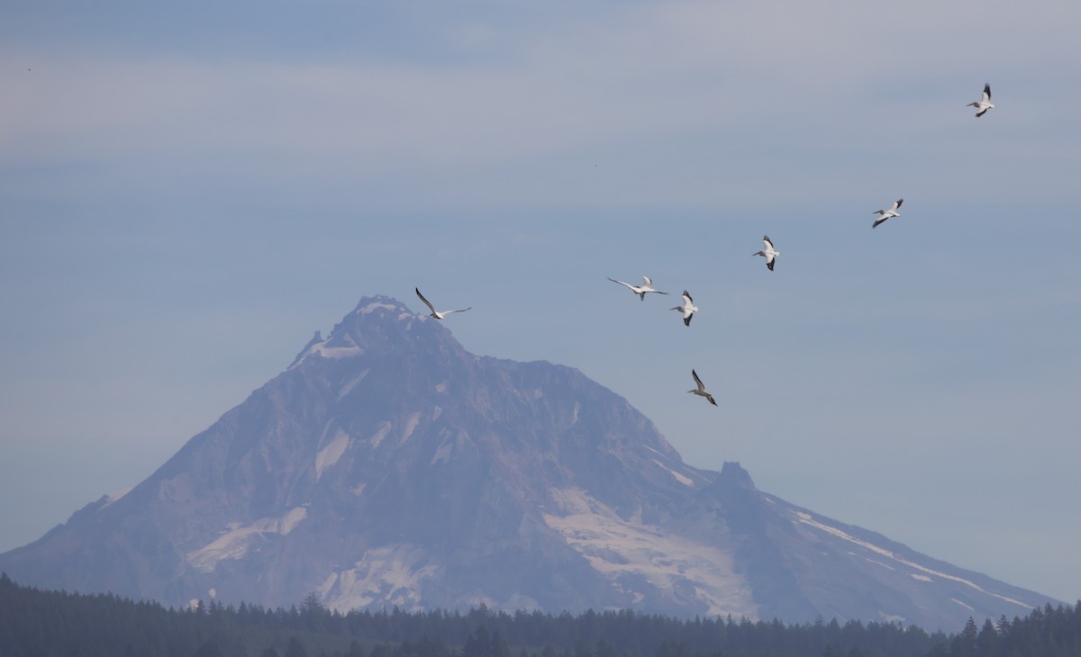 American White Pelican - ML624133806