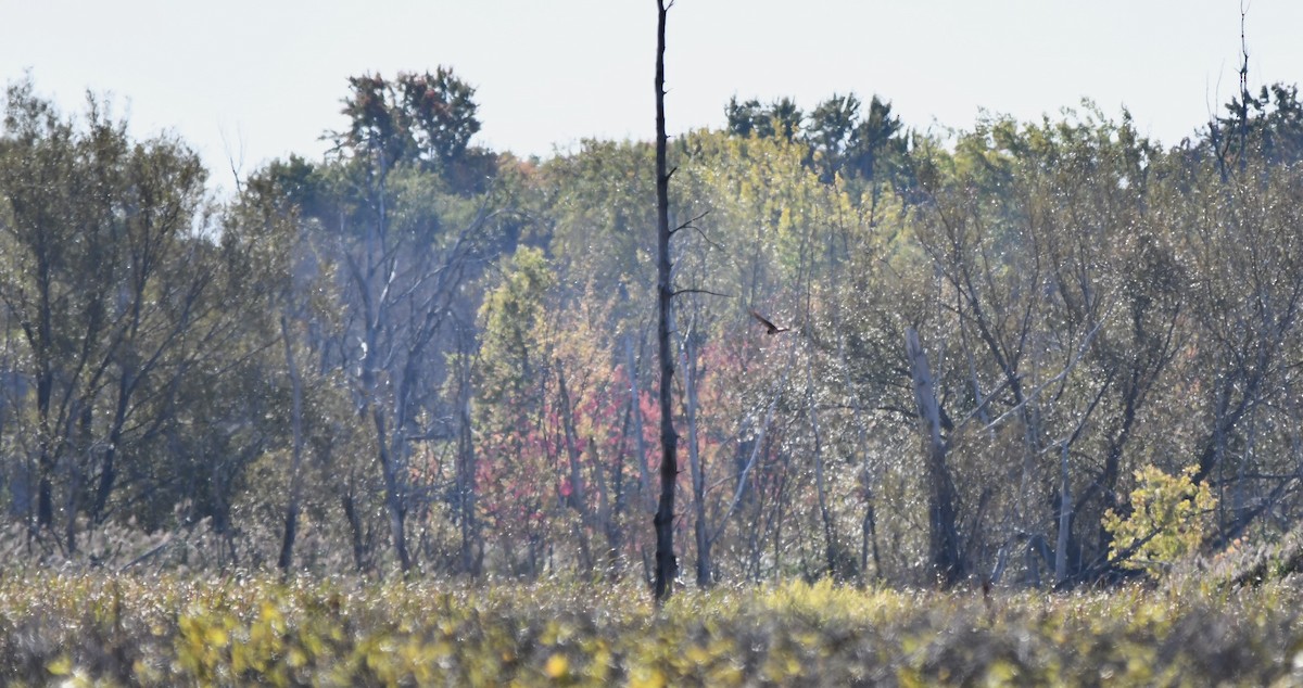 Northern Harrier - ML624133837