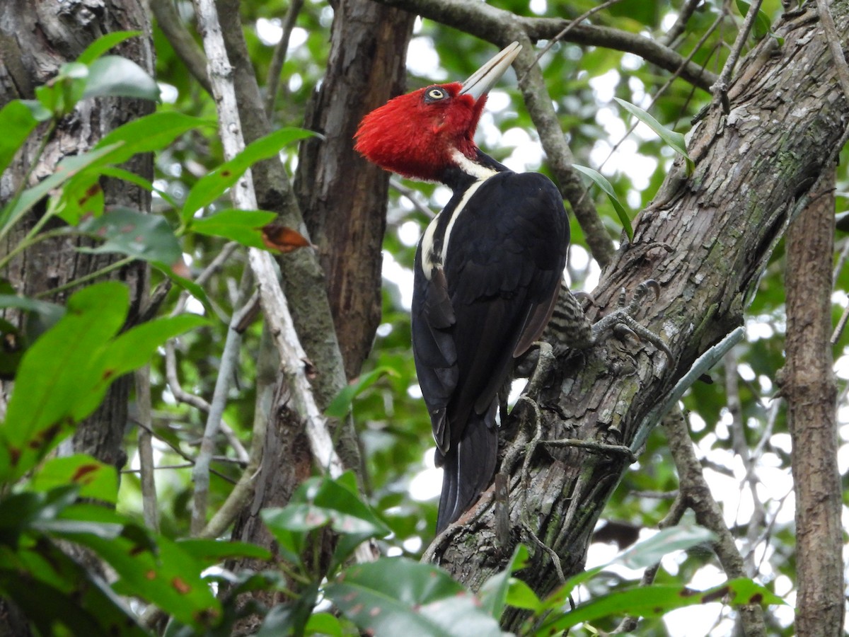 Pale-billed Woodpecker - ML624133842