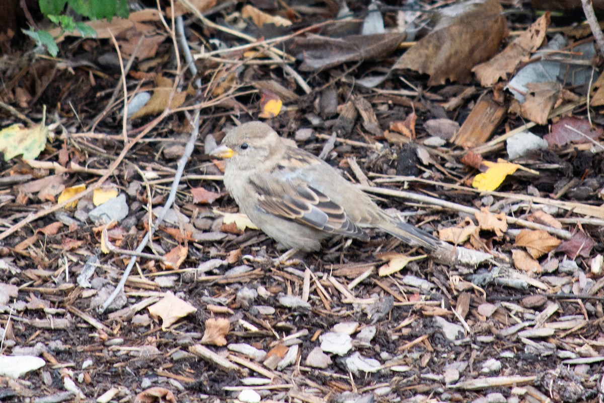 Moineau domestique - ML624133858