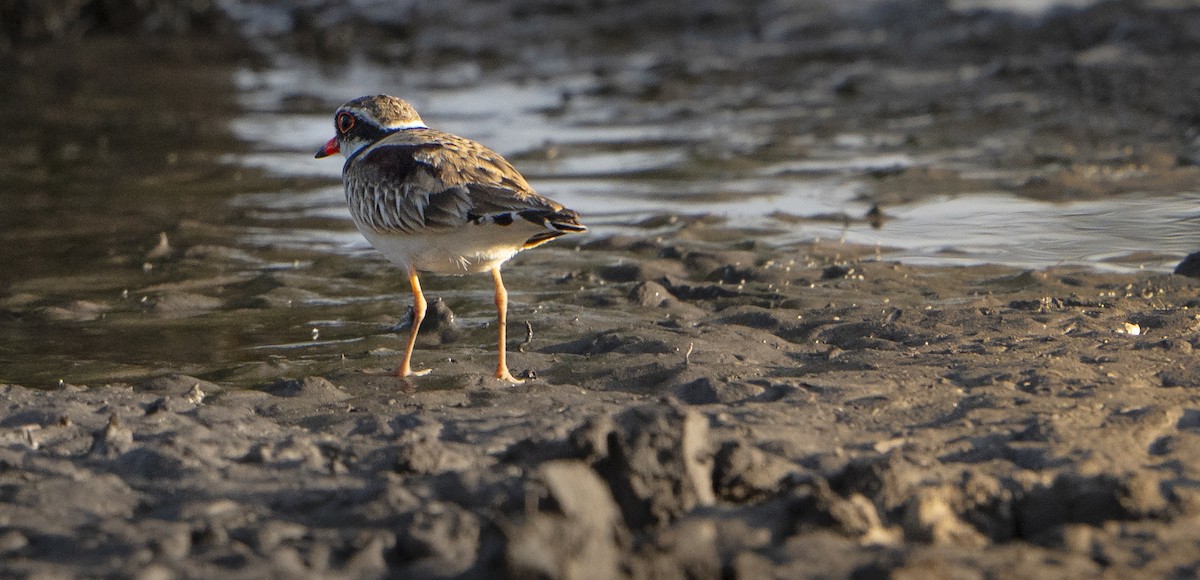 Black-fronted Dotterel - ML624133862