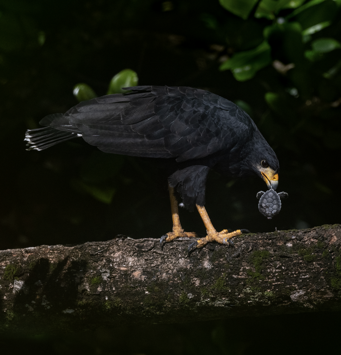 Common Black Hawk - ML624133872