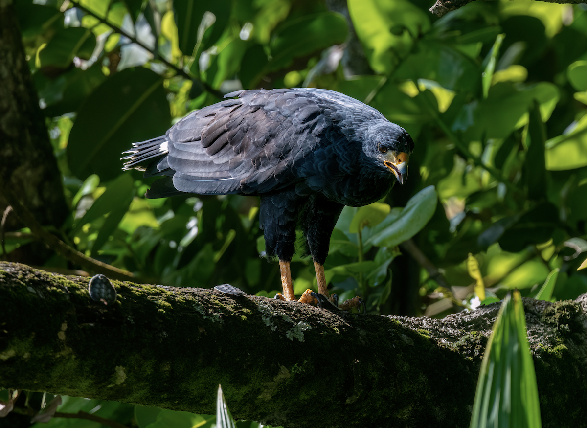 Common Black Hawk - ML624133873