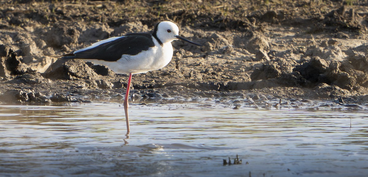 Pied Stilt - ML624133875
