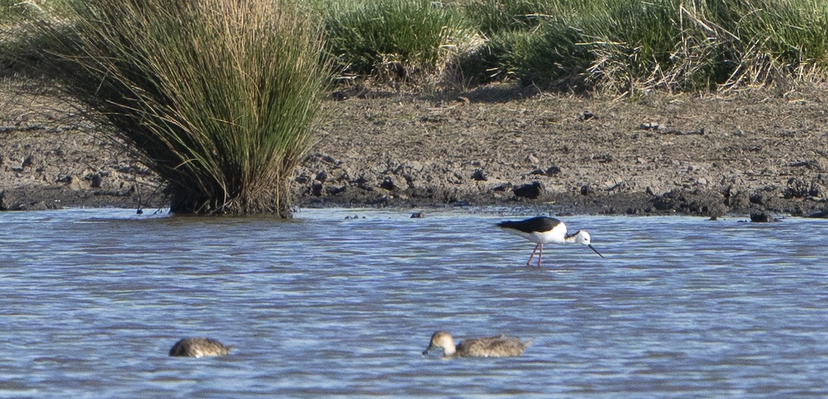 Pied Stilt - ML624133877