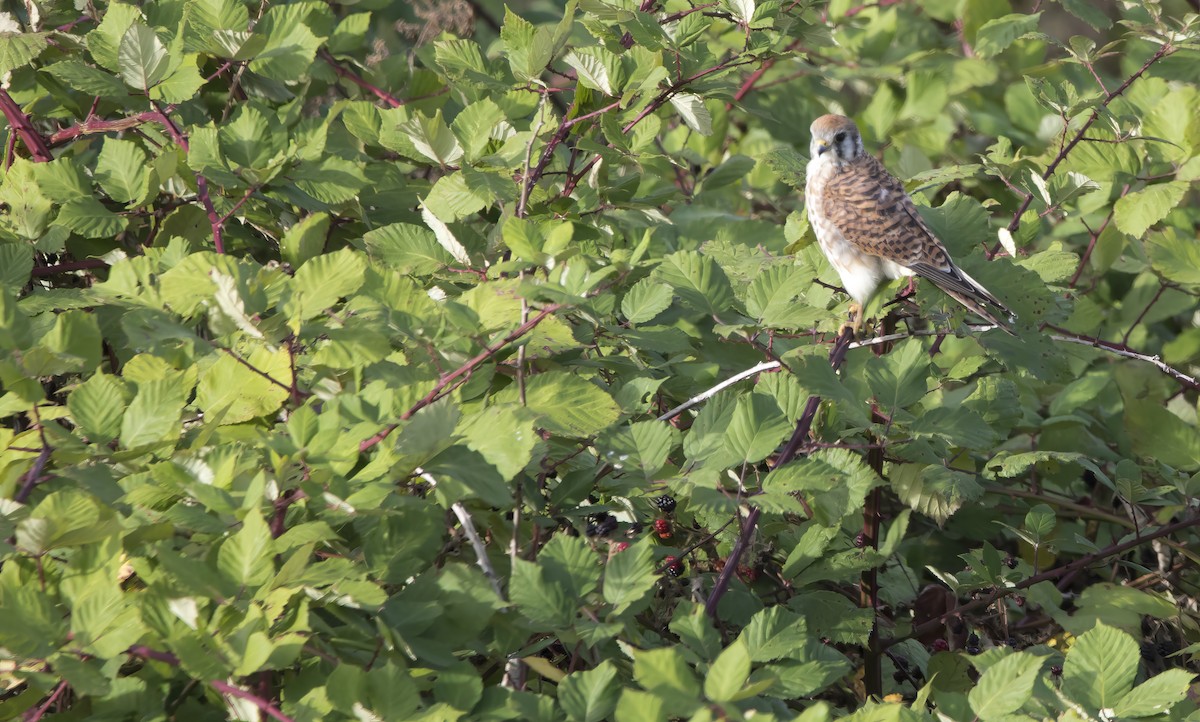 American Kestrel - ML624133922