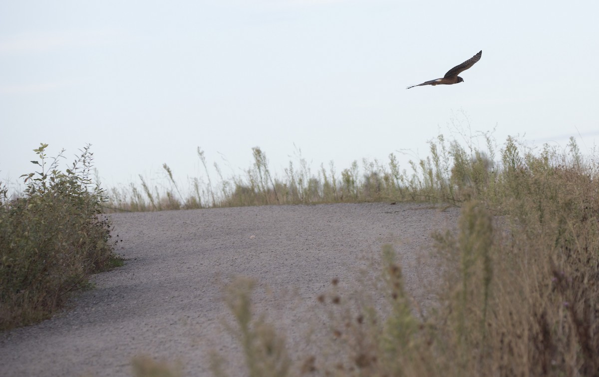 Northern Harrier - Brent Angelo