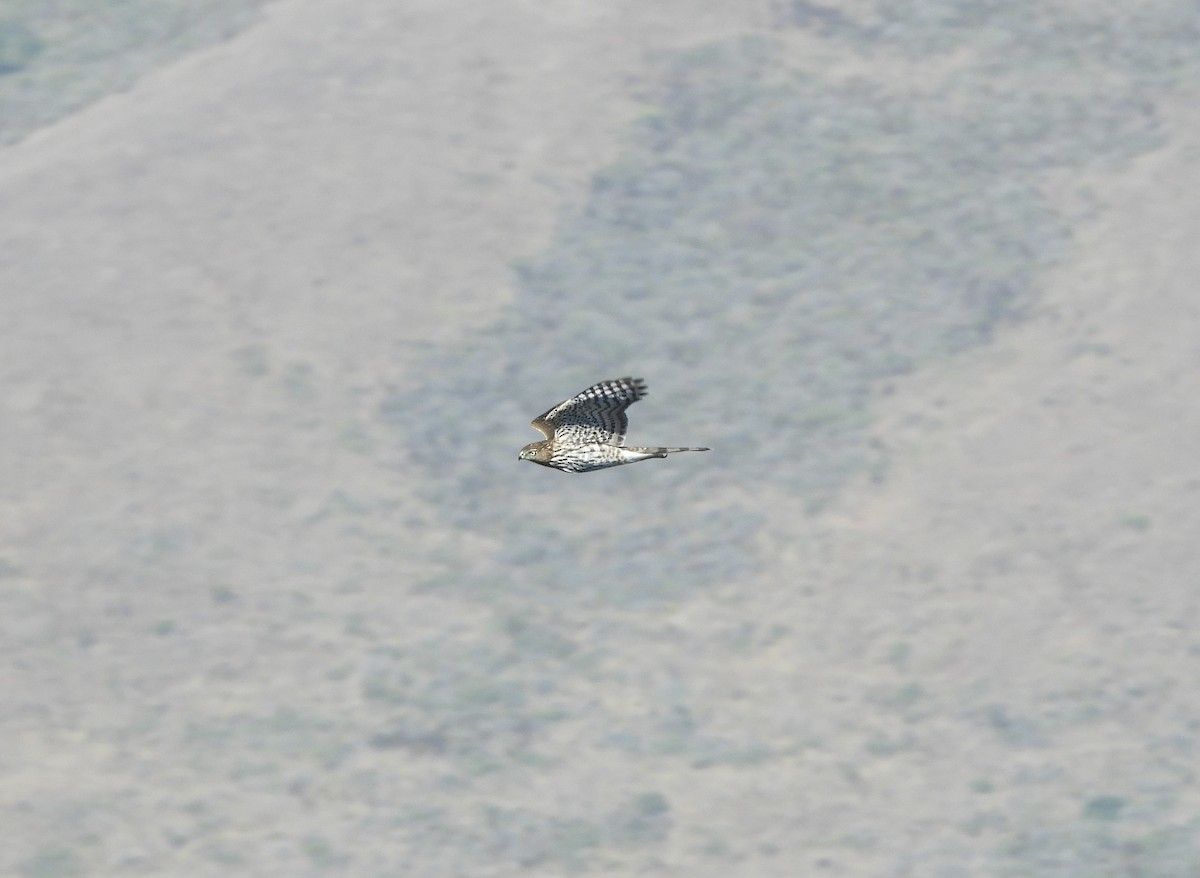 Sharp-shinned Hawk - ML624133956