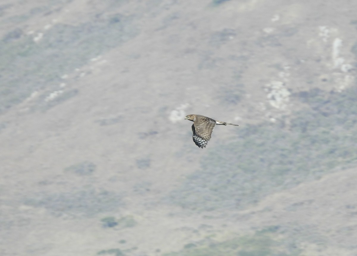 Sharp-shinned Hawk - ML624133957