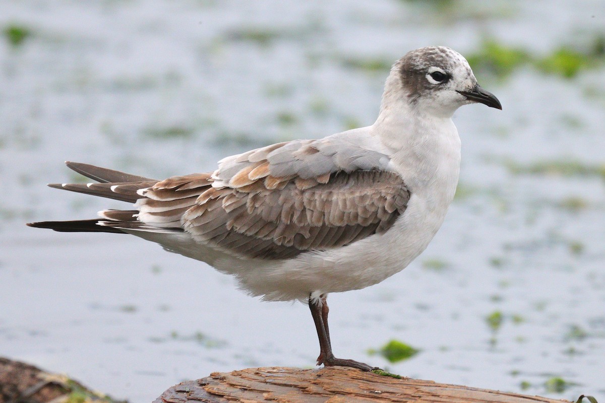 Franklin's Gull - ML624133989