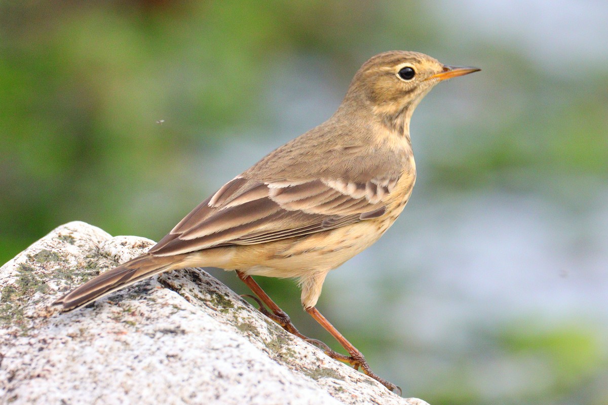 American Pipit - ML624133990