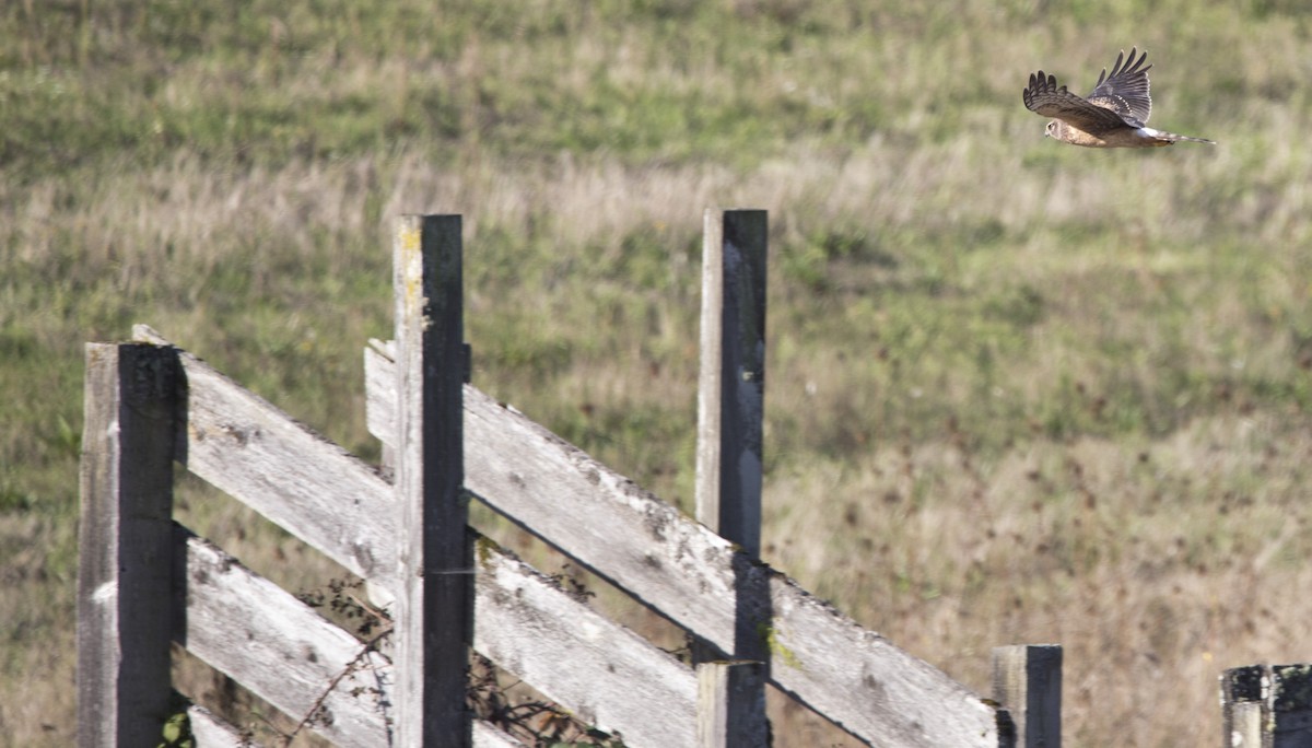 Northern Harrier - Brent Angelo