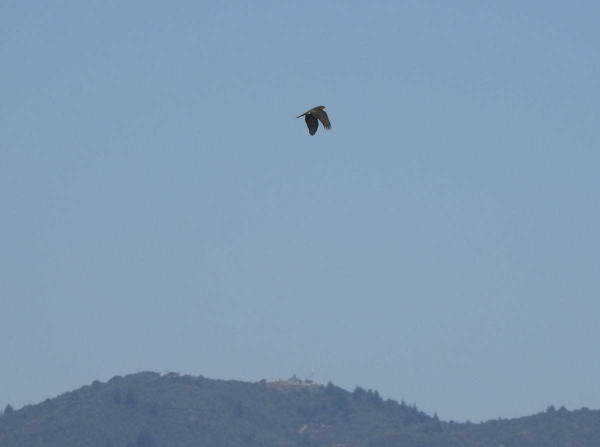 Sharp-shinned Hawk - ML624134002