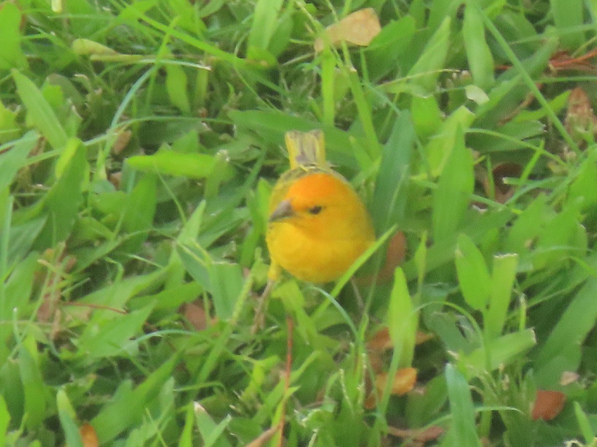 Saffron Finch - ML624134009