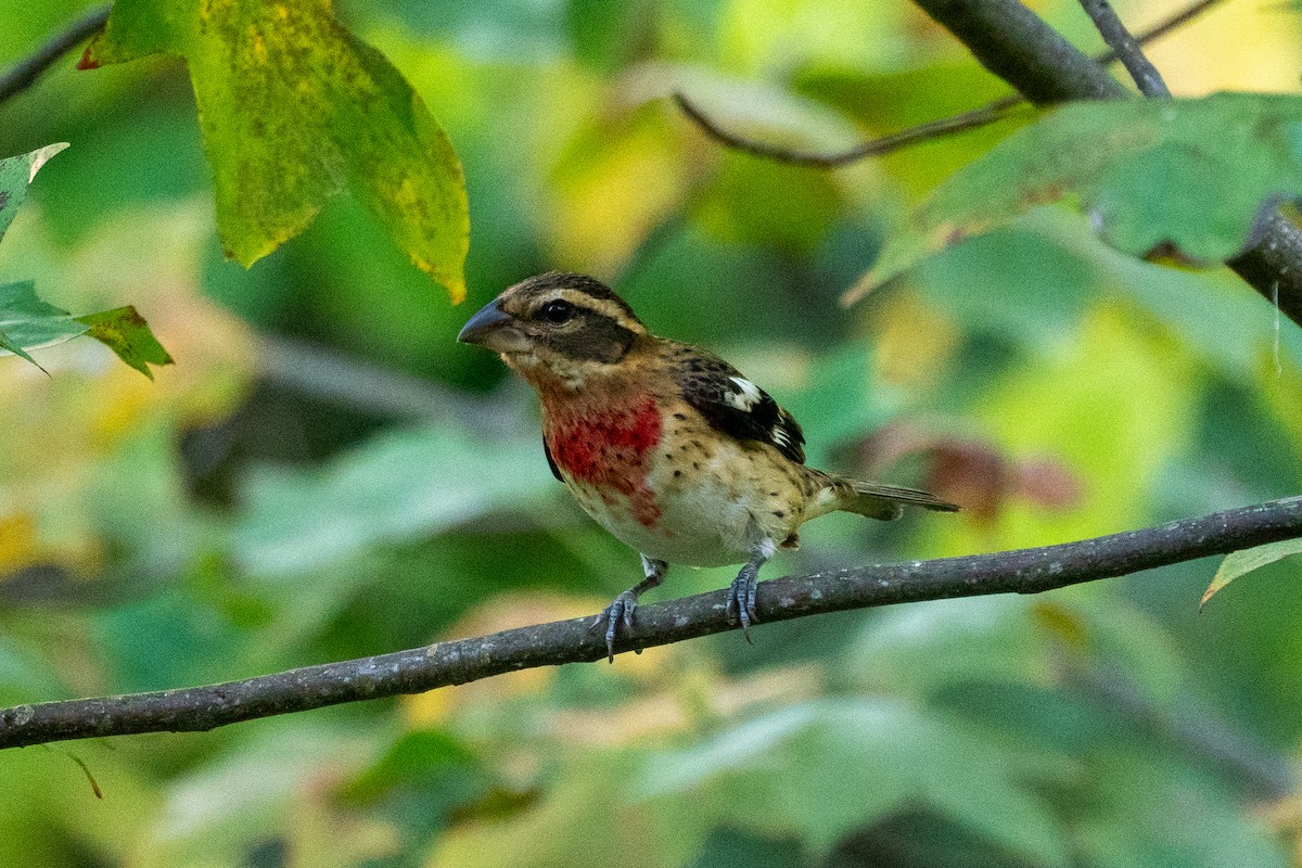 Rose-breasted Grosbeak - ML624134038