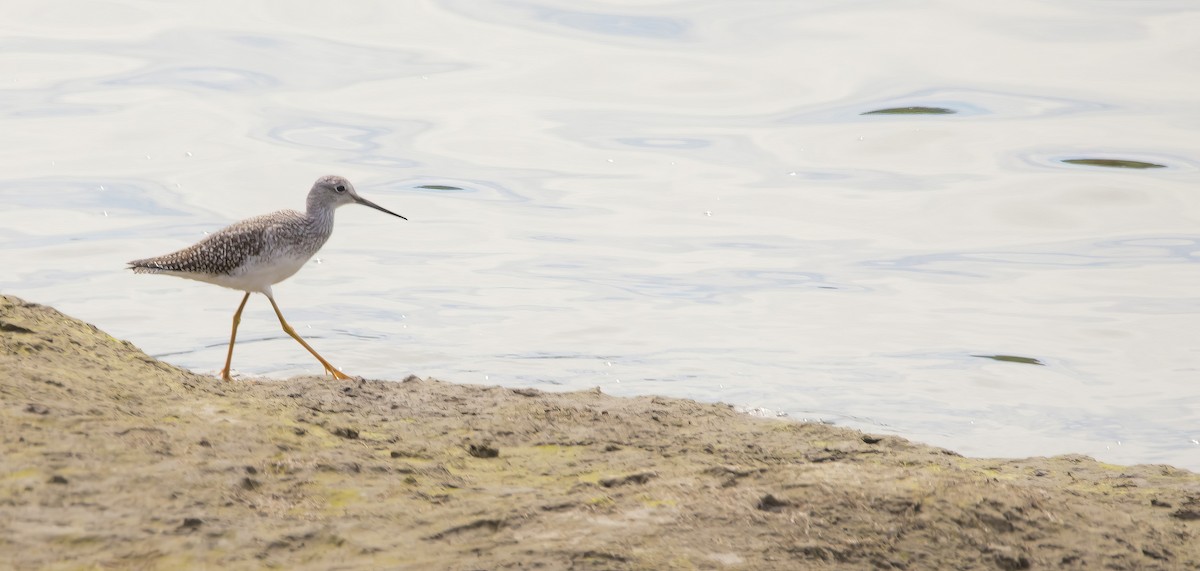 Greater Yellowlegs - ML624134044