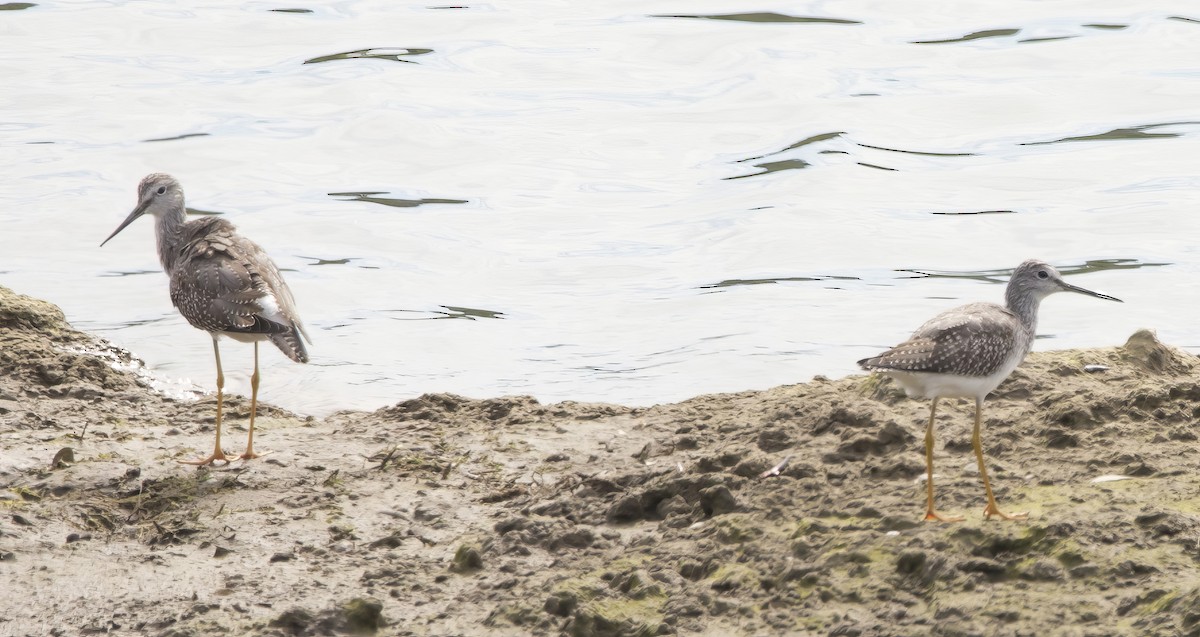 Greater Yellowlegs - ML624134046