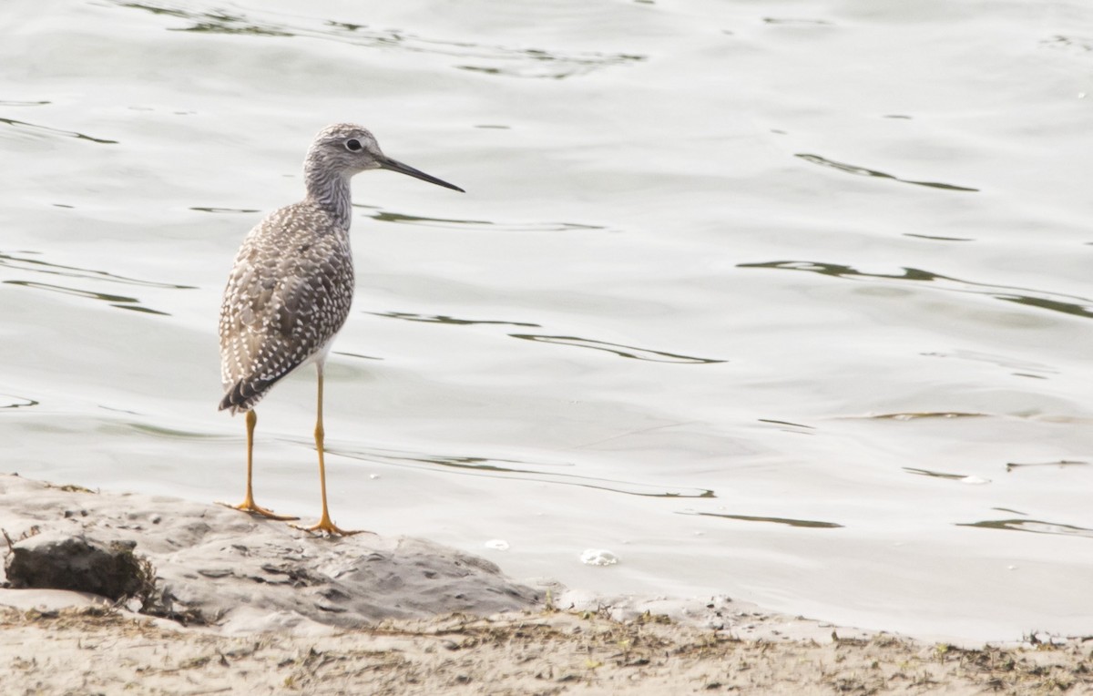 Greater Yellowlegs - ML624134049