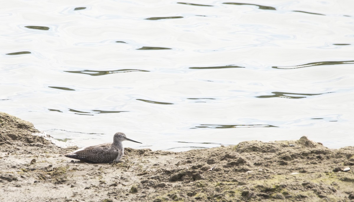 Greater Yellowlegs - ML624134052