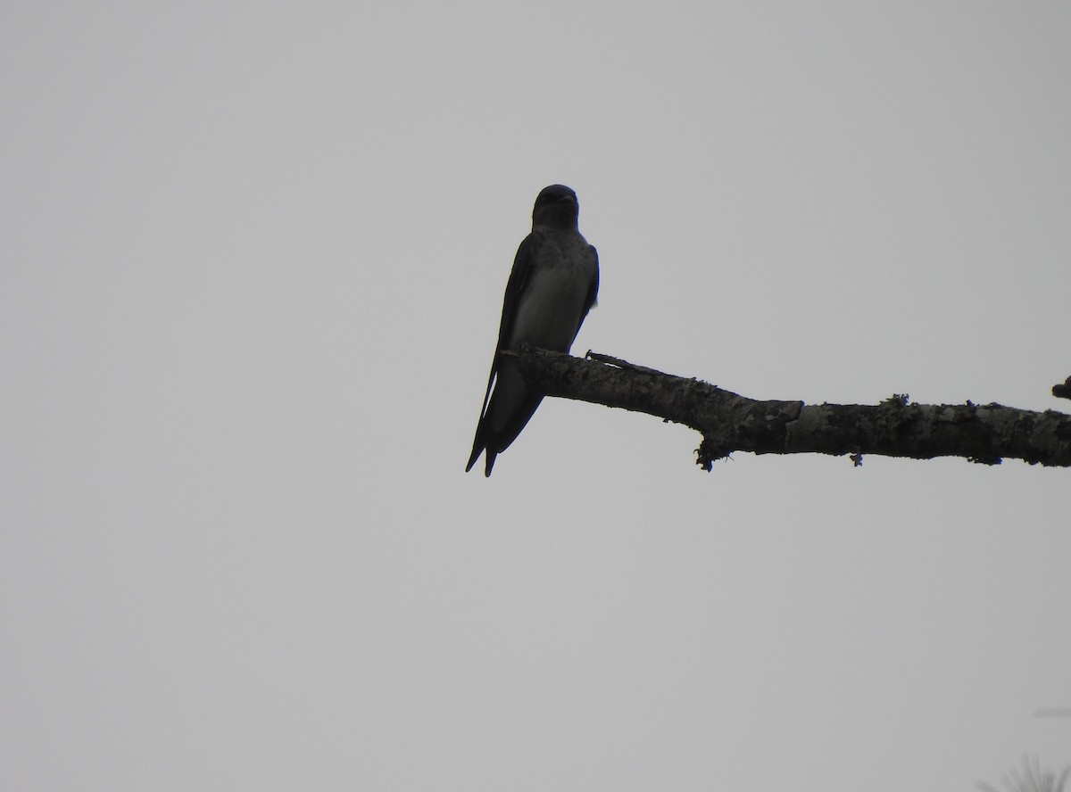 Gray-breasted Martin - ML624134065