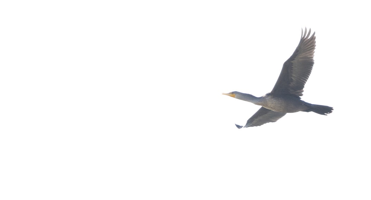 Double-crested Cormorant - ML624134073