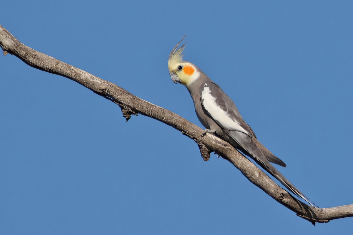 Cockatiel - Mel Stewart