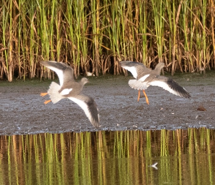 Common Redshank - Jeremy Meyer