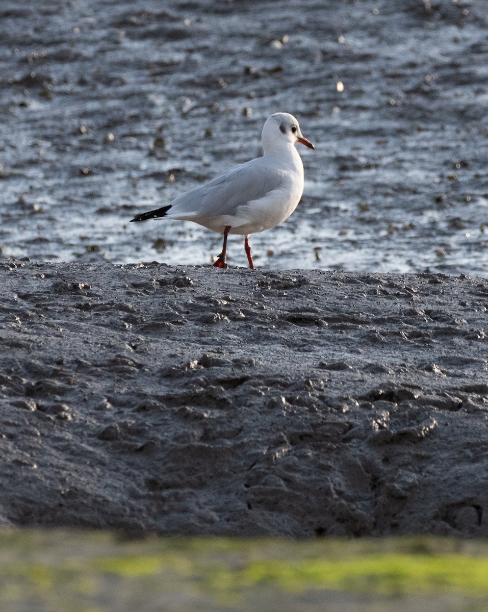 Mouette rieuse - ML624134127