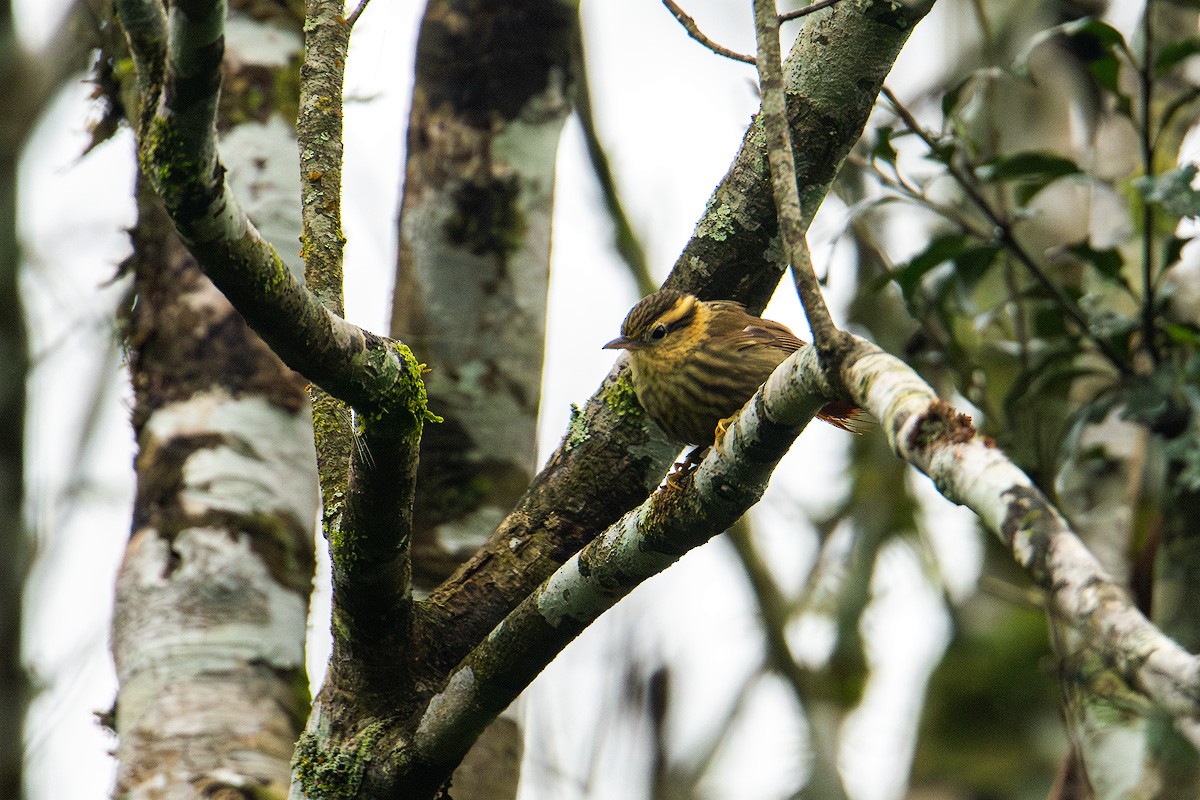 Sharp-billed Treehunter - ML624134157