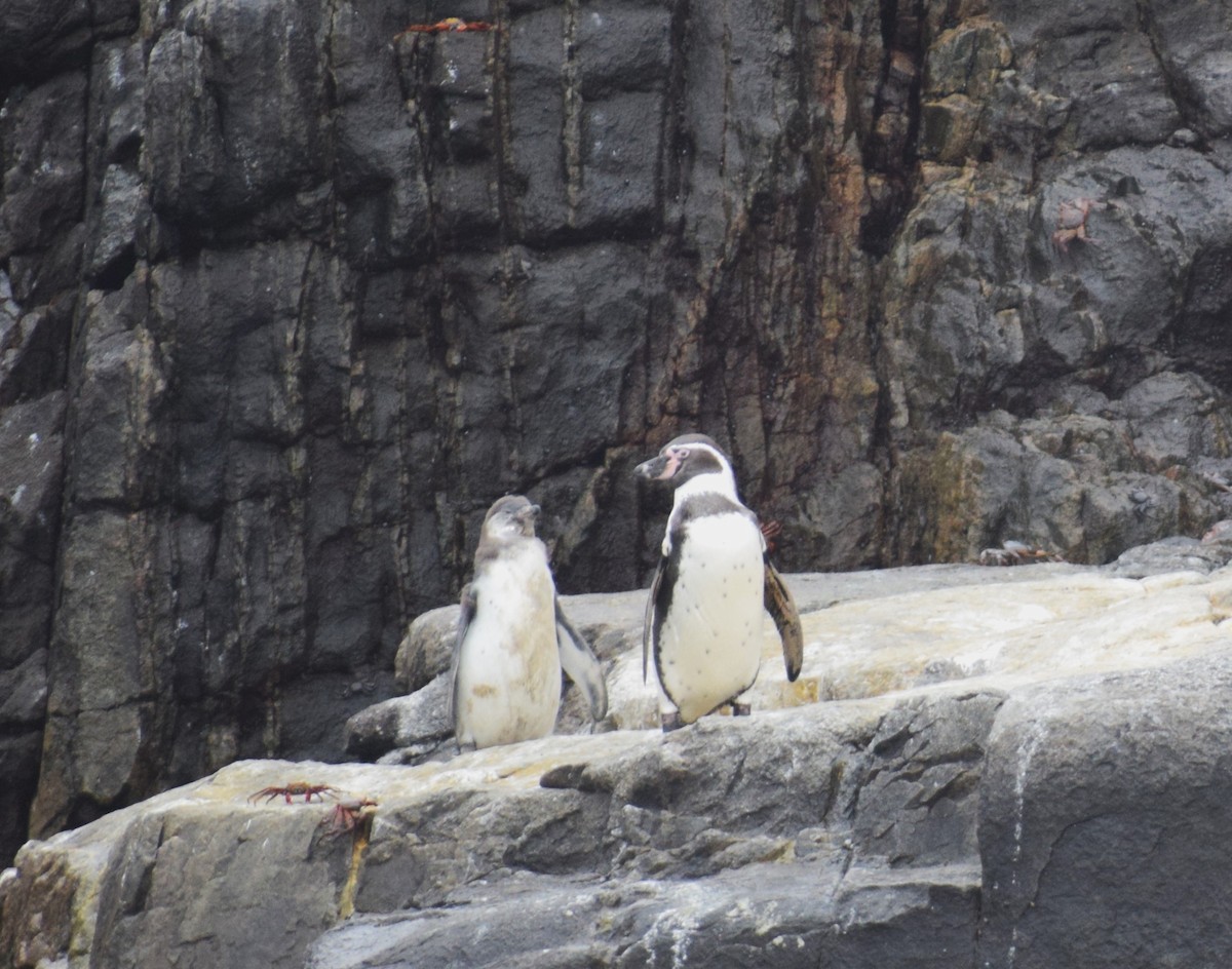 Humboldt Penguin - ML624134181