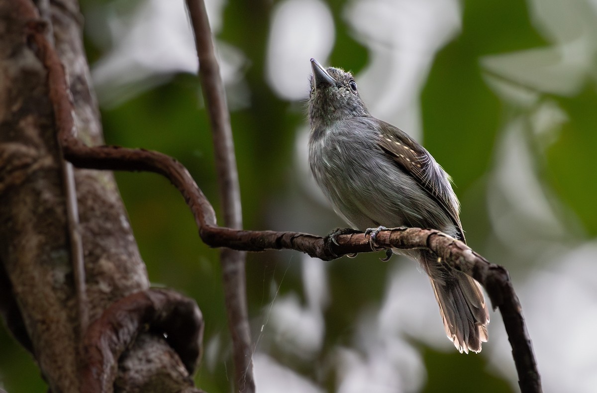 Mouse-colored Antshrike - ML624134182