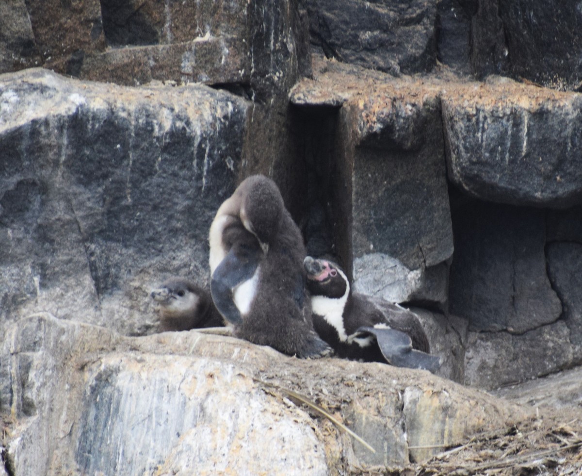 Humboldt Penguin - ML624134183