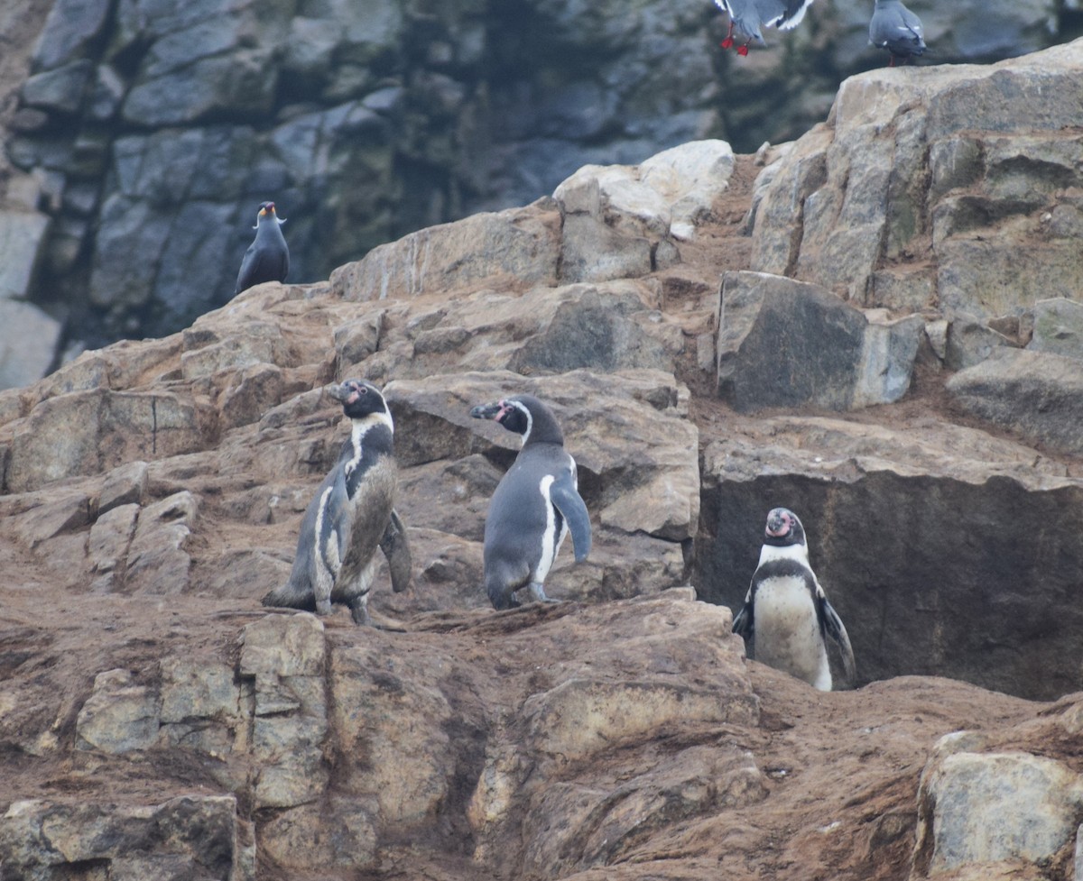 Humboldt Penguin - ML624134184