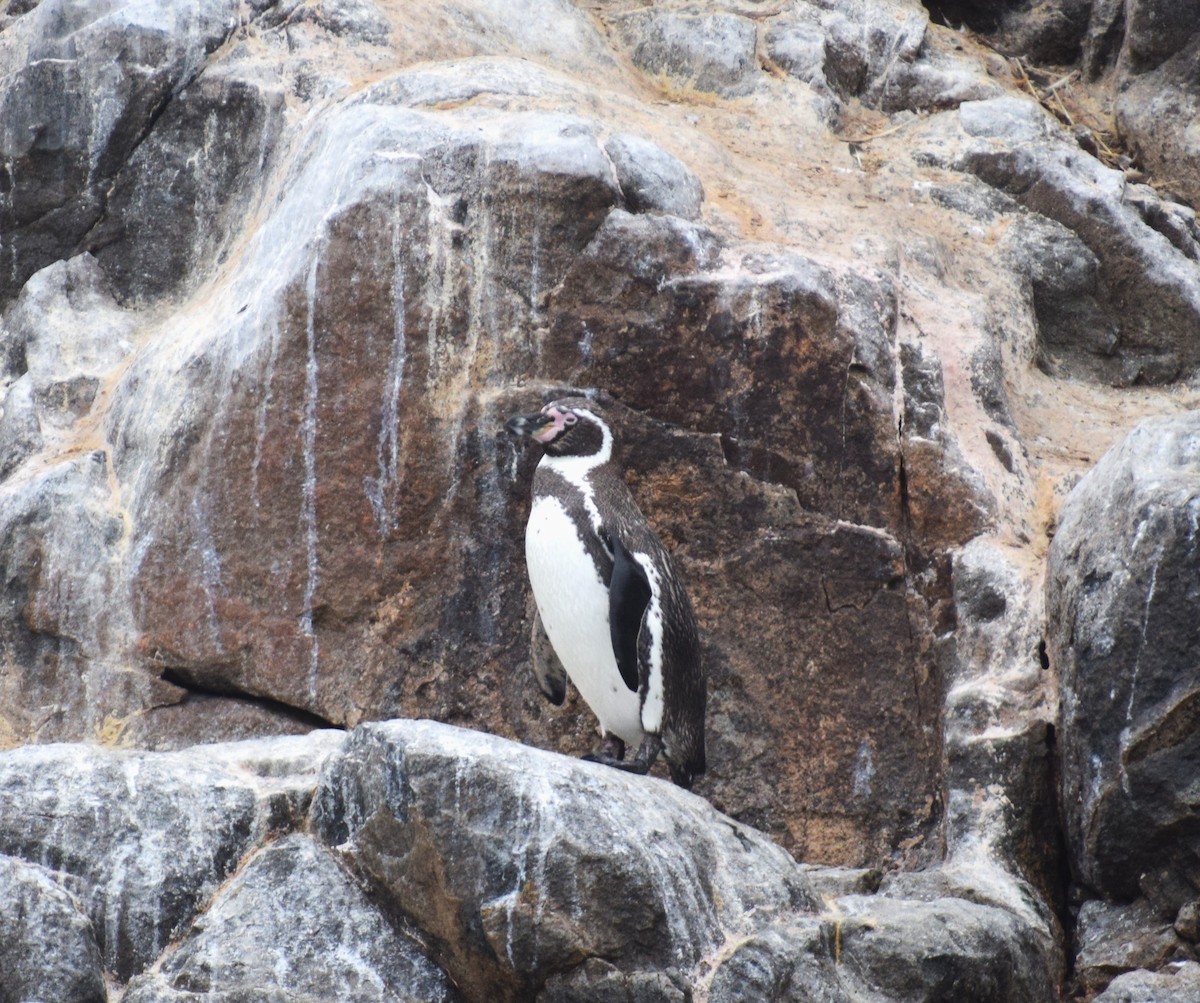 Humboldt Penguin - ML624134185