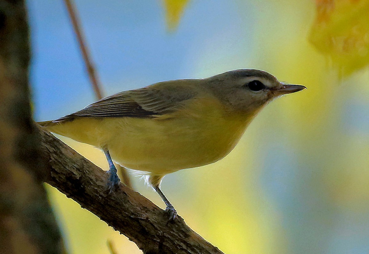 Philadelphia Vireo - ML624134188