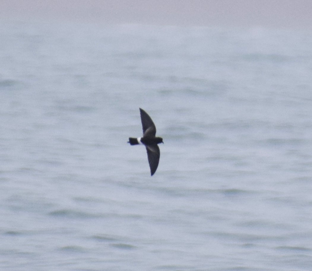 Elliot's Storm-Petrel - ML624134192