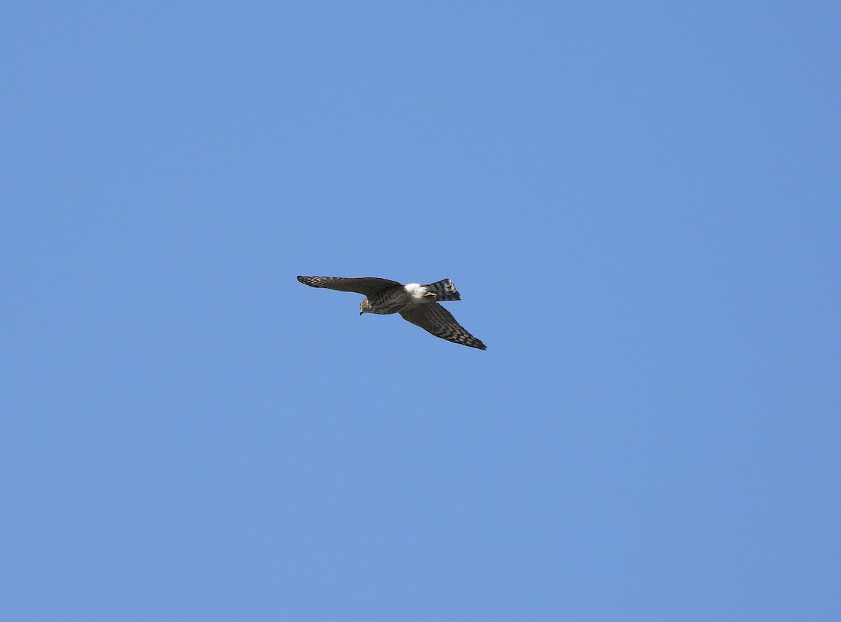 Sharp-shinned Hawk - ML624134193