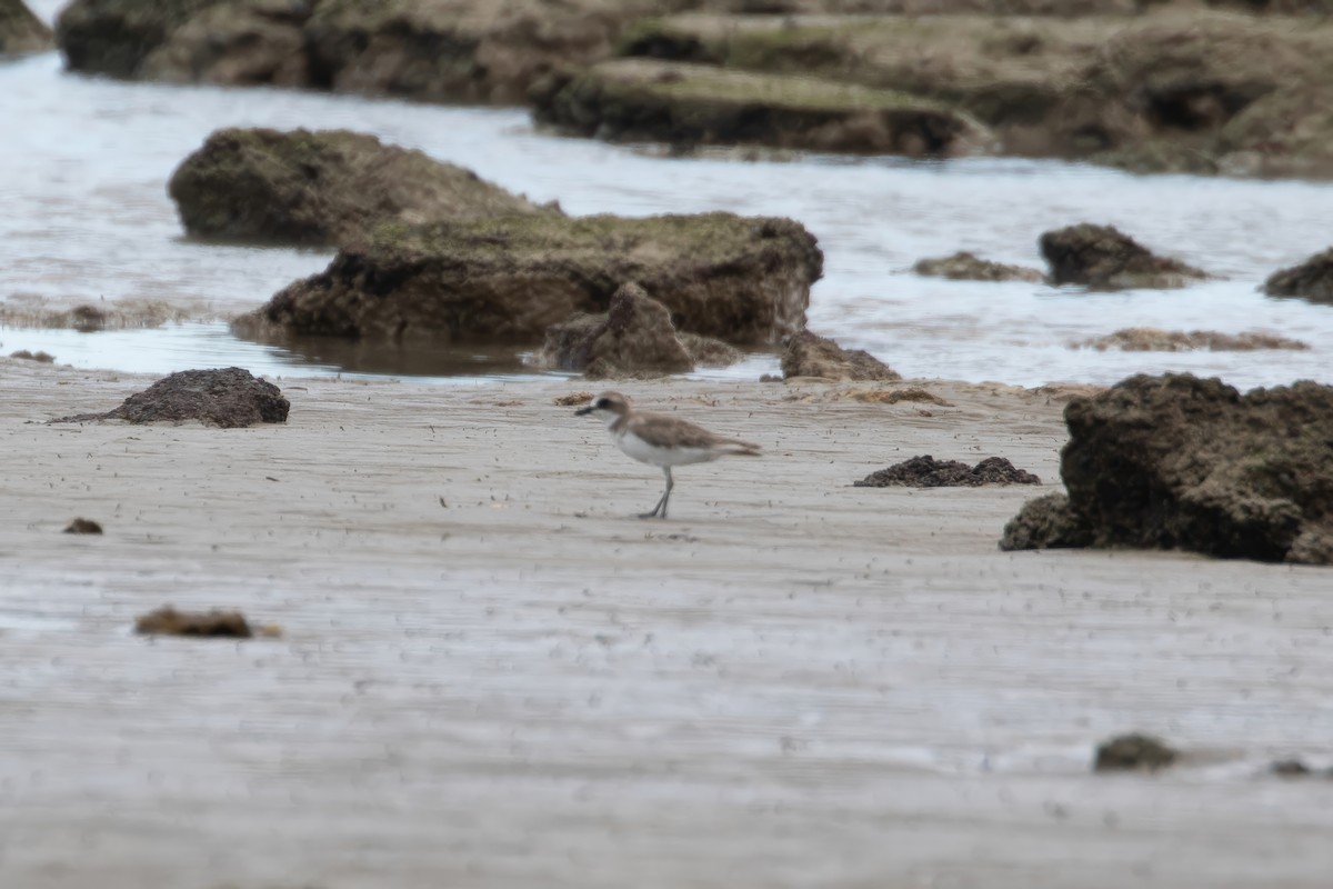 Siberian Sand-Plover - ML624134194