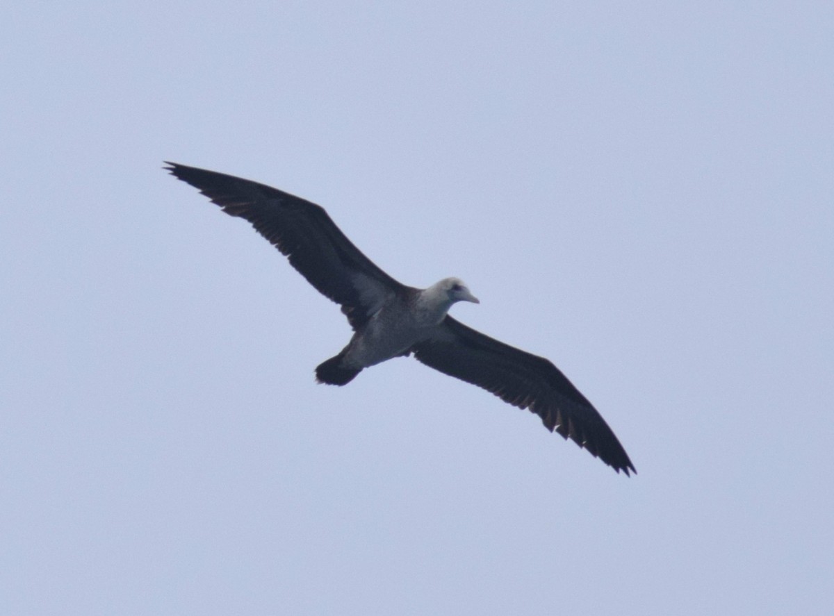 Peruvian Booby - ML624134198