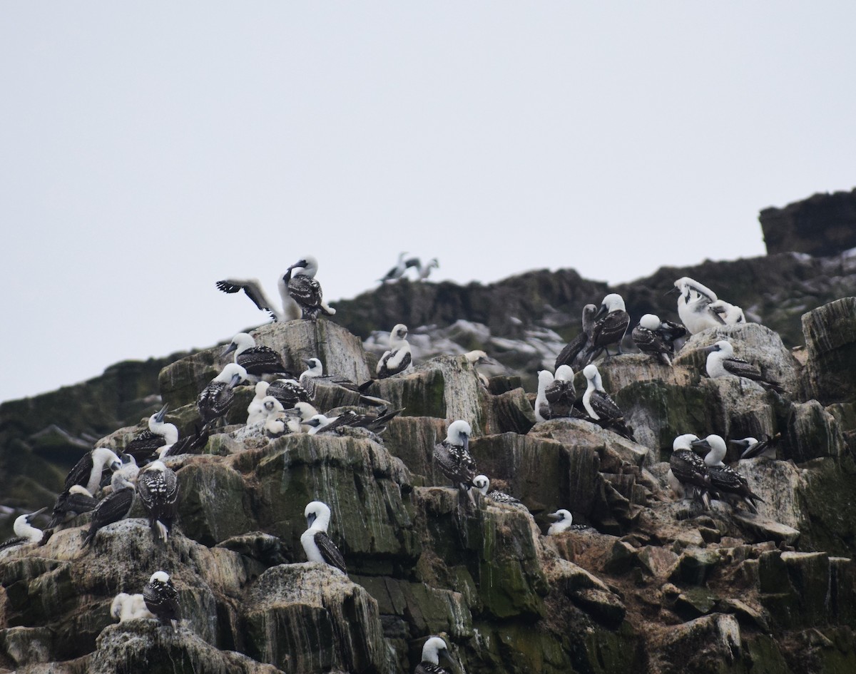 Peruvian Booby - ML624134199