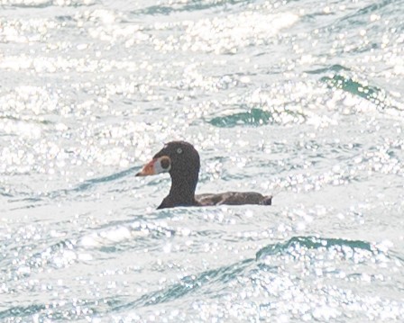 Surf Scoter - Jeremy Meyer