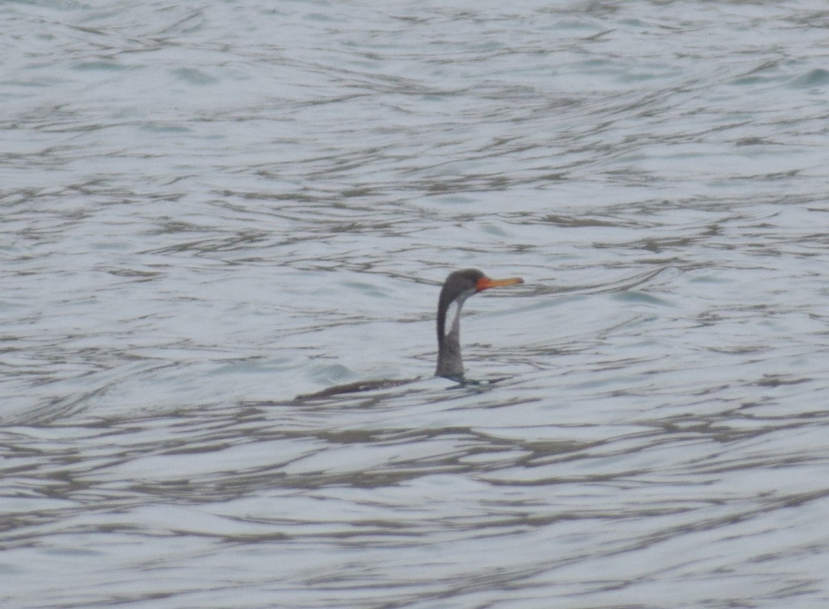 Red-legged Cormorant - ML624134201