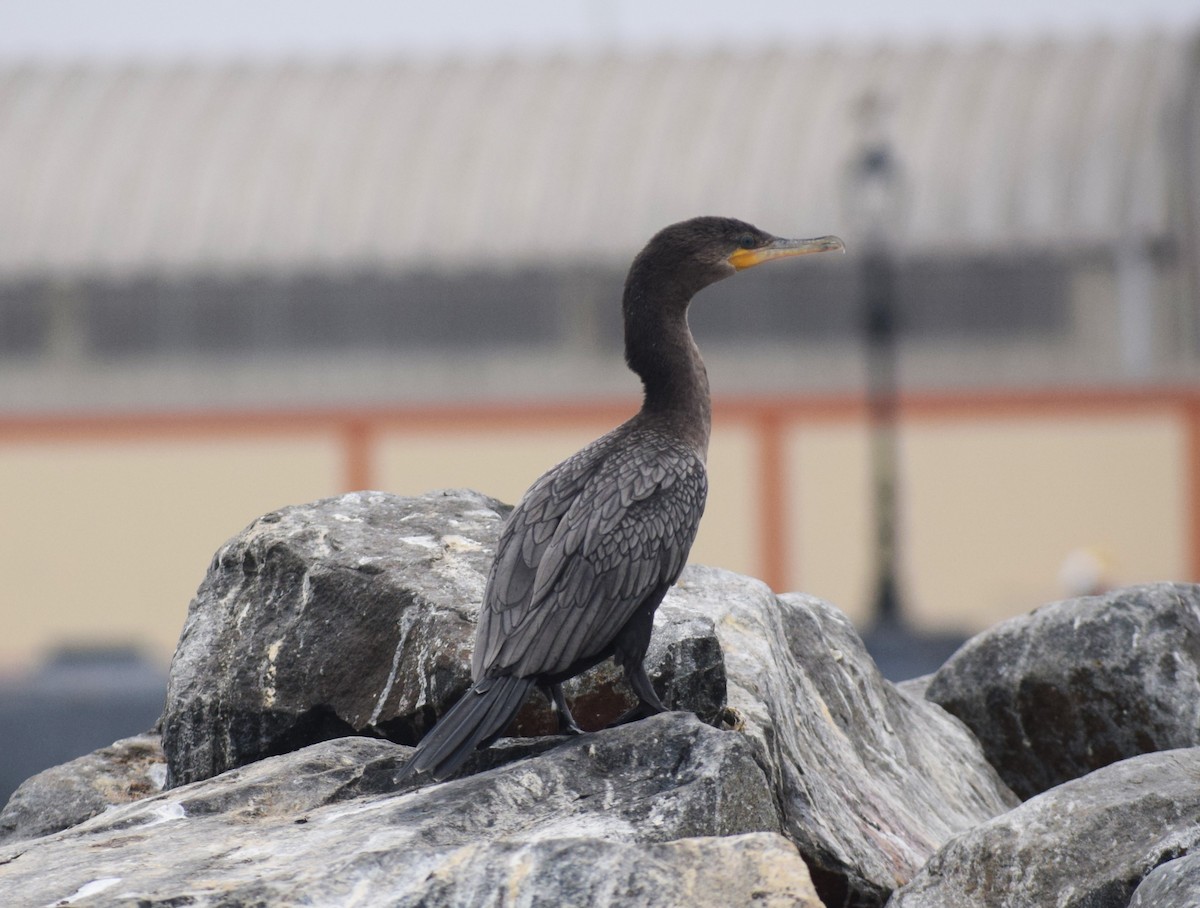 Neotropic Cormorant - ML624134205