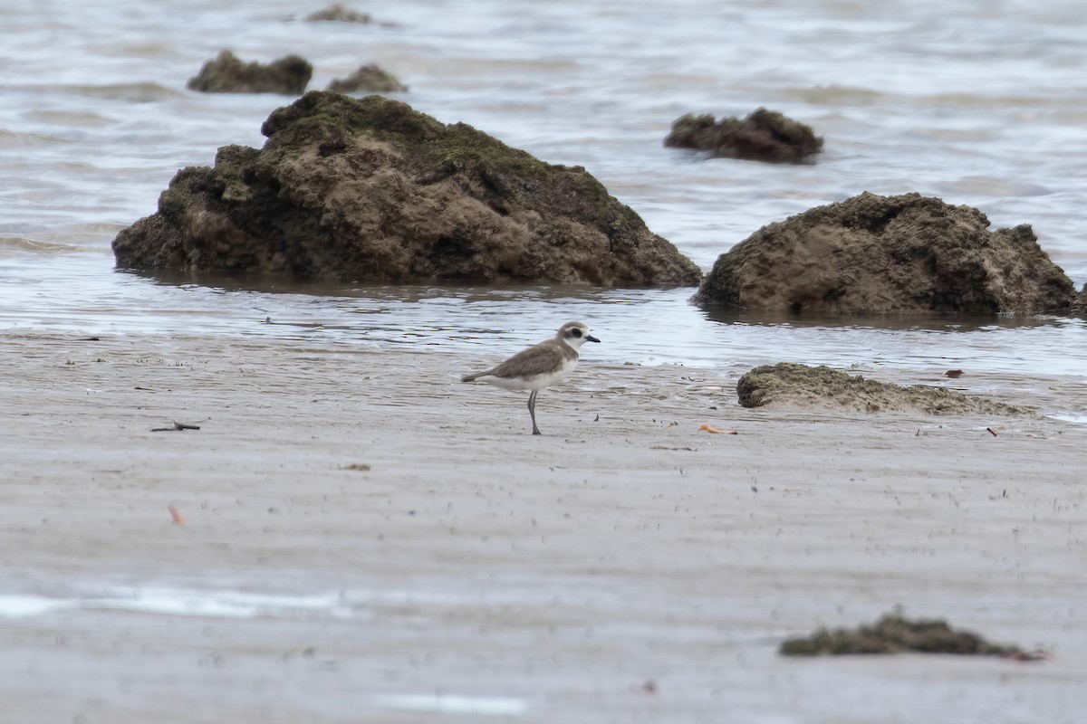 Siberian Sand-Plover - Anonymous