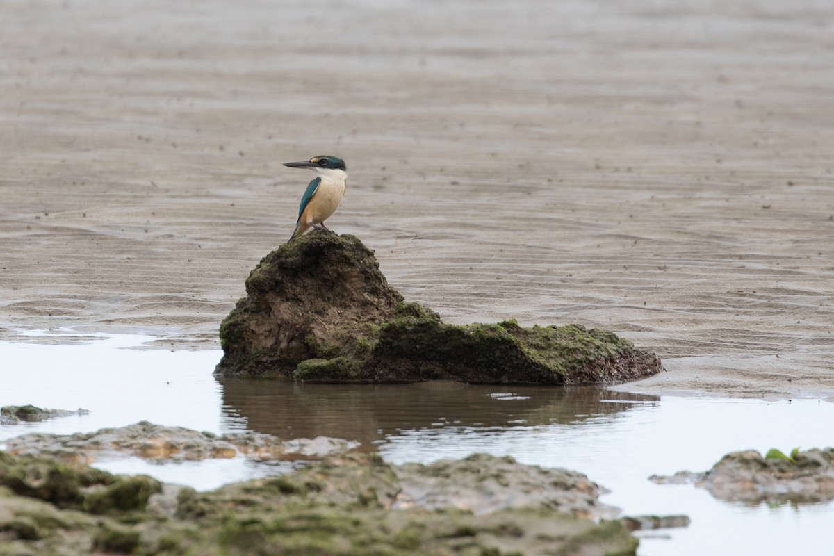 Sacred Kingfisher (Australasian) - ML624134219