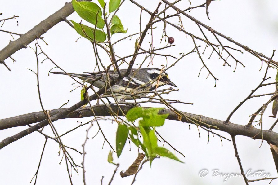 Black-throated Gray Warbler - ML624134220