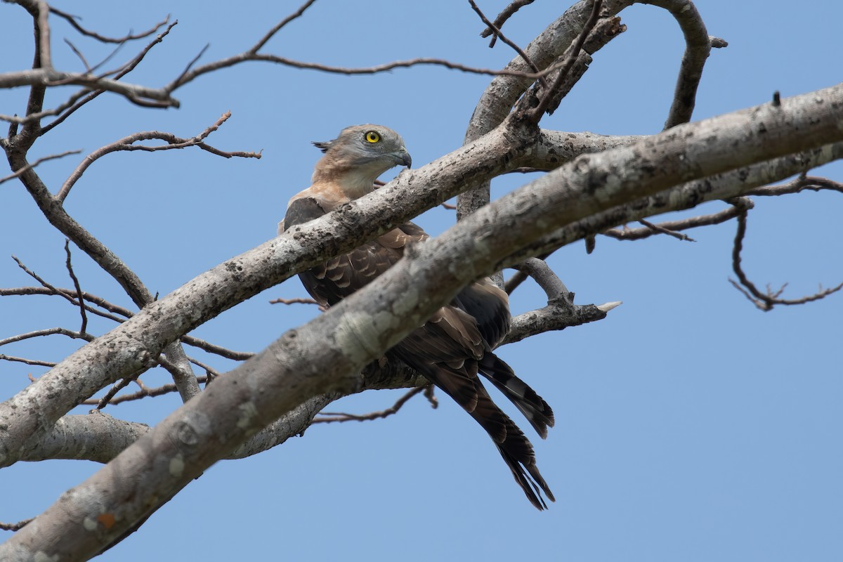 Pacific Baza - ML624134226