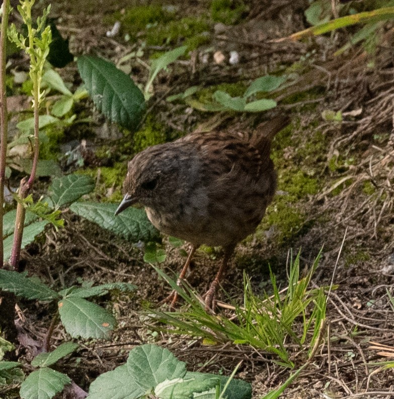 Dunnock - ML624134236