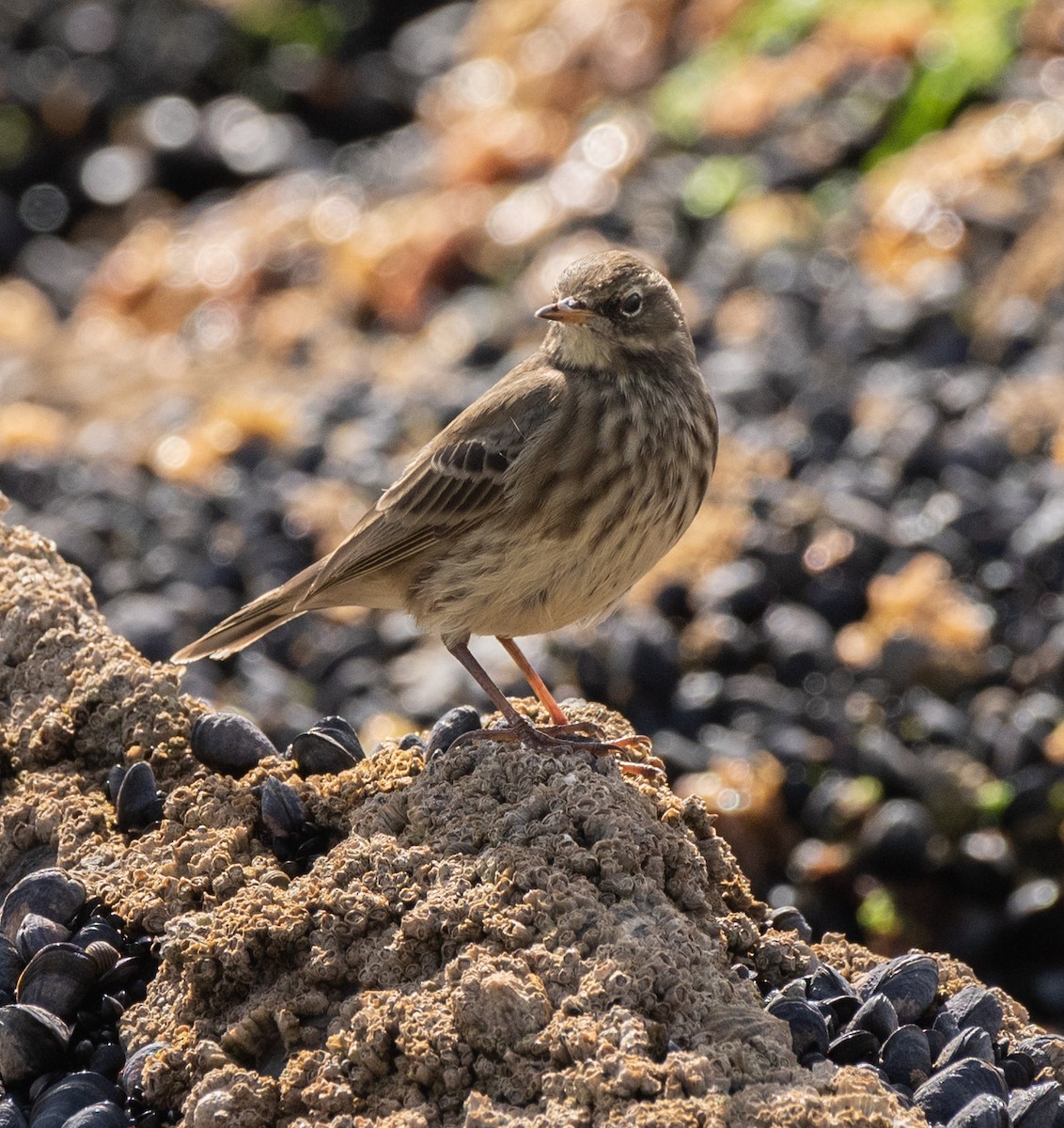 Rock Pipit - ML624134240