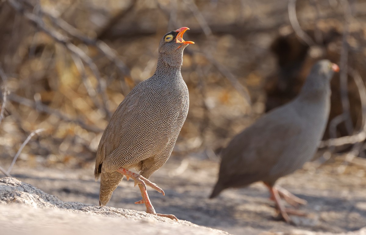 Red-billed Spurfowl - ML624134246